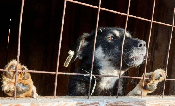 Власти Чукотки разрешили убивать «социально опасных» бездомных животных