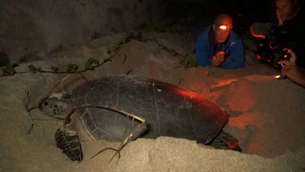 Возвращение к корням: спасенные черепахи возвращаются в свой дикий дом